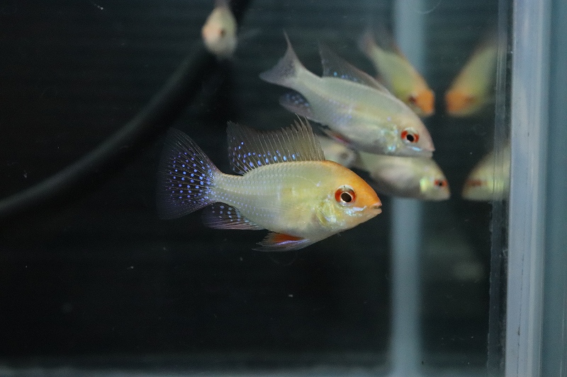 淡水魚 ペア販売 ドイツゴールデンラミレジィ １ペア サンプル画像 ラミレジィ 生体 熱帯魚 Nkrm ペットバルーン ネットショップ