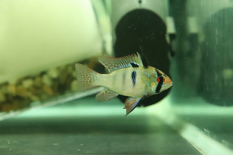 淡水魚 ペア販売 ブリリアントラミレジィ １ペア サンプル画像 シクリッド 生体 熱帯魚 Nkrm ペットバルーン ネットショップ