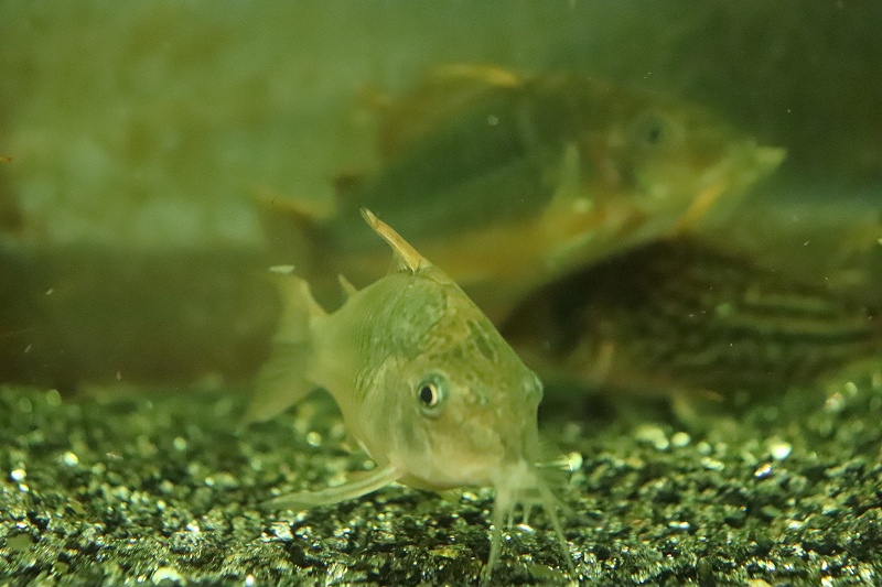 最安値に挑戦 3匹 7cm 熱帯魚 コリドラス ロングノーズブロキス 観賞魚生体 198financialnews Com