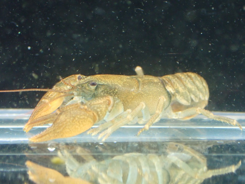 淡水魚 レア種 日本ザリガニ ニホンザリガニ 北海道産 1匹 サンプル画像 3 4cm ザリガニ 生体 熱帯魚 Nk ペットバルーン ネットショップ 淡水魚 レア種 日本ザリガニ ニホンザリガニ 北海道産 1匹 サンプル画像 3 4cm ザリガニ 生体 熱帯魚 Nk ペットバルーン ネットショップ
