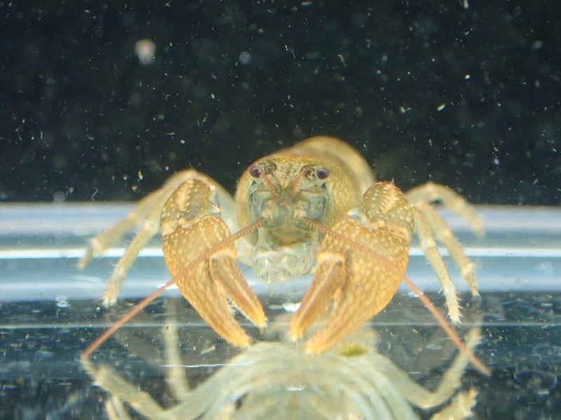 淡水魚 レア種 日本ザリガニ ニホンザリガニ 北海道産 １匹 サンプル画像 3 4cm ザリガニ 生体 熱帯魚 Nk ペットバルーン ネットショップ