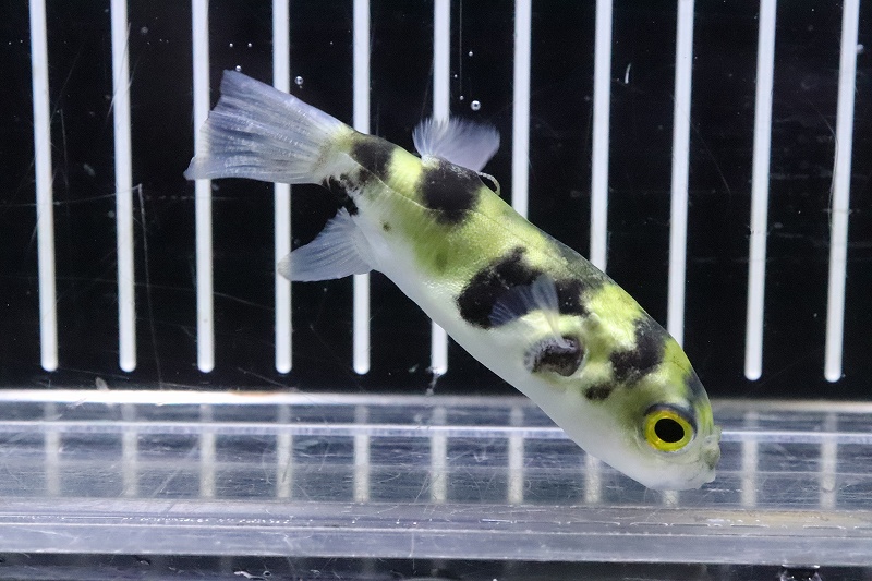 淡水魚 珍種 南米汽水フグ プトマヨ産 ワイルド １匹 サンプル画像 6 7cm フグ 生体 熱帯魚 Nk ペットバルーン ネットショップ