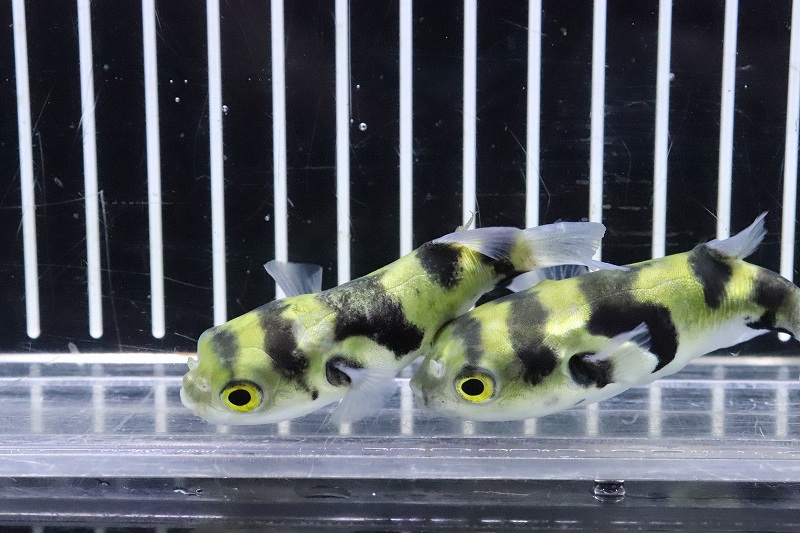 淡水魚 珍種 南米汽水フグ プトマヨ産 ワイルド １匹 サンプル画像 6 7cm フグ 生体 熱帯魚 Nk ペットバルーン ネットショップ