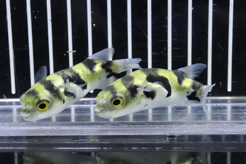 淡水魚 珍種 南米汽水フグ プトマヨ産 ワイルド １匹 サンプル画像 6 7cm フグ 生体 熱帯魚 Nk ペットバルーン ネットショップ