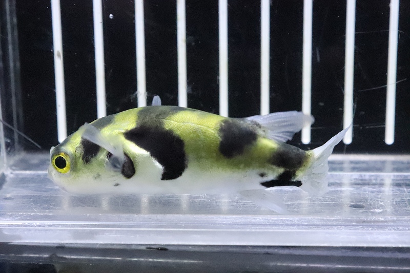淡水魚 珍種 南米汽水フグ プトマヨ産 ワイルド １匹 サンプル画像 6 7cm フグ 生体 熱帯魚 Nk ペットバルーン ネットショップ