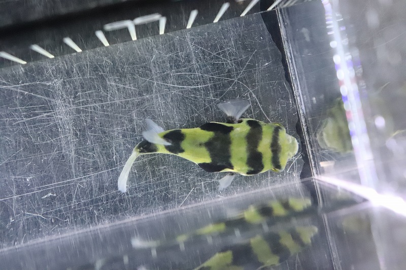 淡水魚 珍種 南米汽水フグ プトマヨ産 ワイルド １匹 サンプル画像 6 7cm フグ 生体 熱帯魚 Nk ペットバルーン ネットショップ
