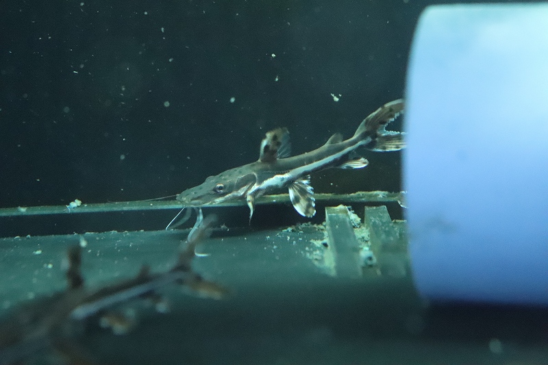 淡水魚】珍種 タイガーシャベルノーズキャット(サンフランシスコピンタード×カラパリ？？)【１匹 サンプル画像】±5cm(生体)(熱帯魚)NKO -  ペットバルーン ネットショップ