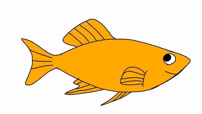 画像1: 【淡水魚】当日発送不可お取り寄せ生体 オレンジモーリー【１匹 イメージ画像】(メダカ科) (1)