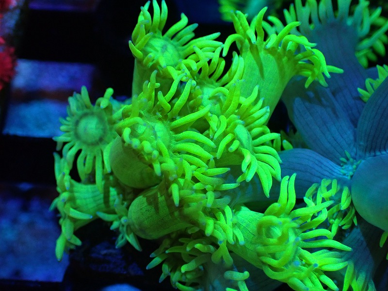 サンゴ】ハナガササンゴ（Fluoro Green/Frag) 【オーストラリア産】(1 