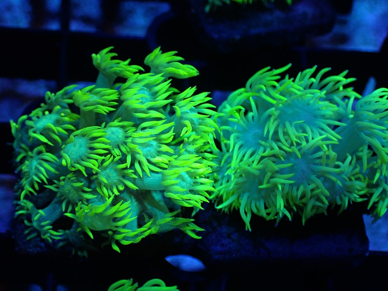 サンゴ】ハナガササンゴ（Fluoro Green/Frag) 【オーストラリア産】(1 