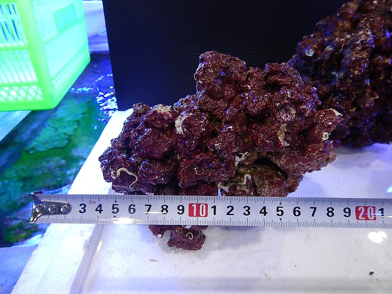【ライブロック】リアルリーフロック（M) Real Reef Rock （1kg）（生体）（海水魚）（サンゴ）
