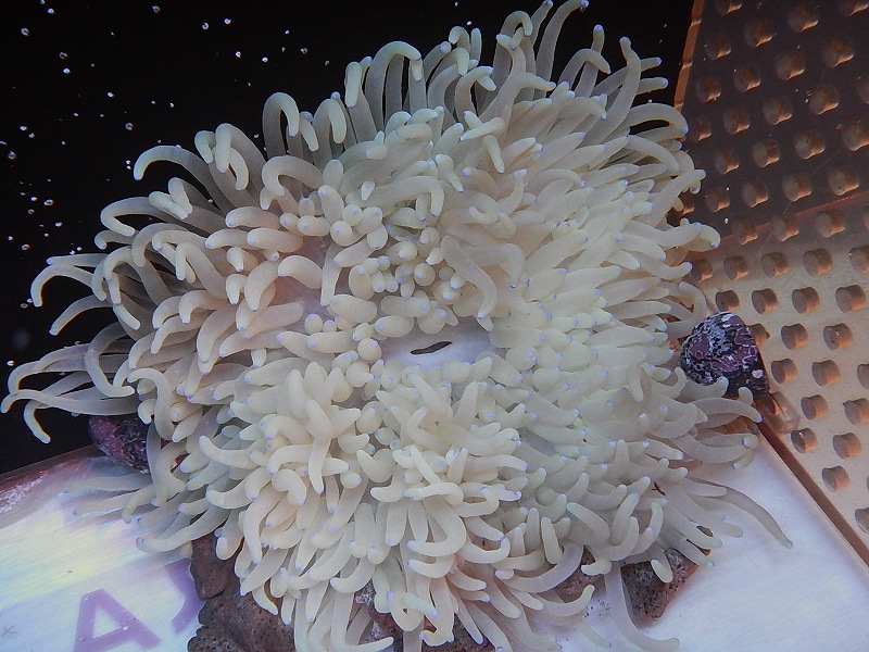 サンゴ・イソギンチャク】シライトイソギンチャク（Mサイズ）【サンプル画像）（±12-15ｃｍ前後）（生体）（海水魚）（サンゴ） ペットバルーン  ネットショップ