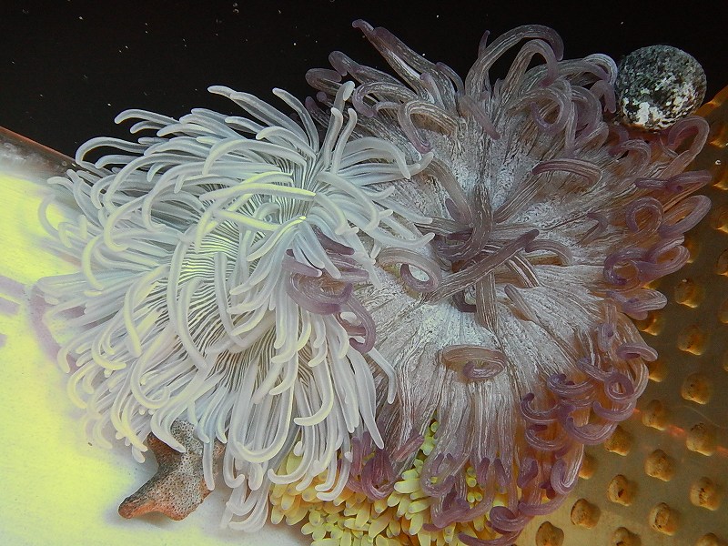 海水生物 イソギンチャク L T アネモネ カラー サンプル画像 10 15ｃｍ前後 生体 海水魚 サンゴ ペットバルーン ネットショップ