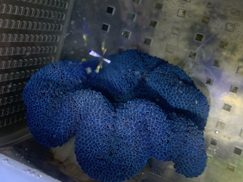 海水生物 イソギンチャク ハタゴイソギンチャク ブルー 1個 9 12ｃｍ前後 サンプル販売 生体 サンゴ ペットバルーン ネットショップ
