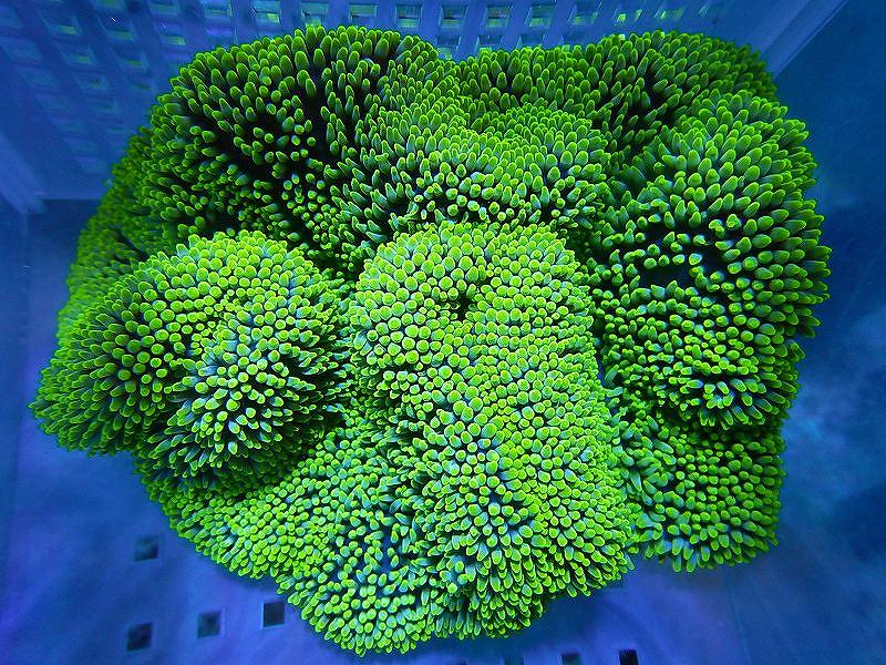 海水生物 イソギンチャク ハタゴイソギンチャク メタリックグリーン 1個 12 15ｃｍ前後 サンプル販売 生体 サンゴ ペットバルーン ネットショップ