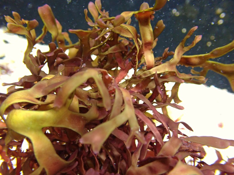 【サンゴ・海藻】【通販】海藻sp. （レッド）インド洋産（1個）（±10-15ｃｍ）（サンプル画像）（生体）（サンゴ）
