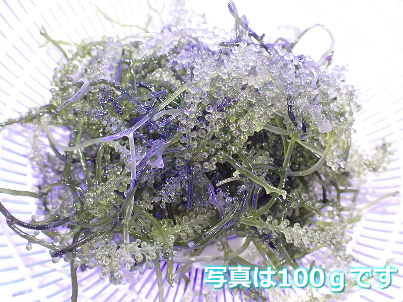 ペットバルーン　ウミブドウ（100ｇ）【1パック】（サンプル画像）（生体）（サンゴ）　サンゴ・海藻】餌として、リフジウム水槽にもOK!　ネットショップ