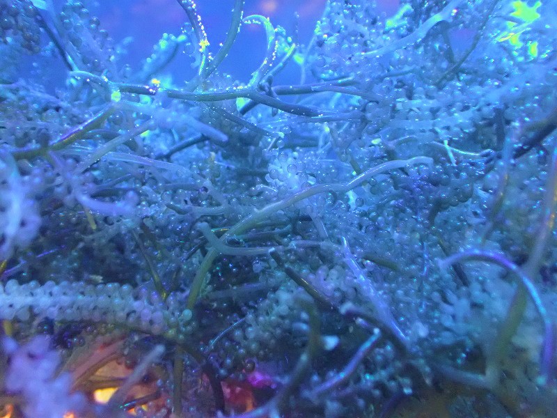 サンゴ・海藻】餌として、リフジウム水槽にもOK! ウミブドウ（100ｇ）【1パック】（サンプル画像）（生体）（サンゴ） - ペットバルーン  ネットショップ