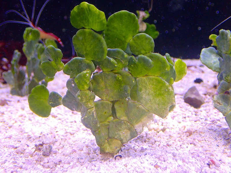画像1: 【サンゴ・海藻】サボテン草【1本】（±8-10ｃｍ）（サンプル画像）（生体）（サンゴ） (1)