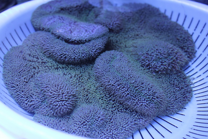 イボハタゴイソギンチャク（カラー／M-MLサイズ)　(±10-20ｃｍ前後）（生体）（海水魚）（サンゴ）20201017
