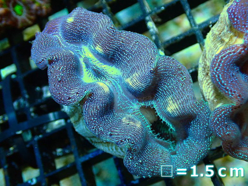 サンゴ】ヒメシャコガイ（カラー）【1個】（±5-6ｃｍ）（サンプル画像）（生体）（サンゴ） ペットバルーン ネットショップ