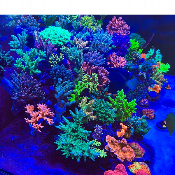 海水魚珊瑚飼育セット１４　ろ過機