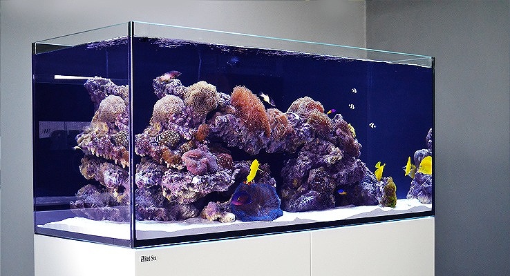 Red Sea リーファー　ナノ　ホワイトキャビネット　水槽　サンゴ