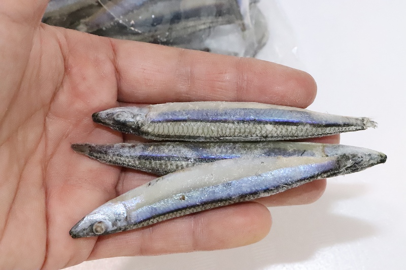 冷凍餌 釣り餌 キビナゴ 13キロ(500g×26) 水揚げ後急速冷凍 www